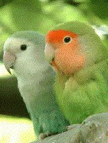 game pic for Love Birds Parrot